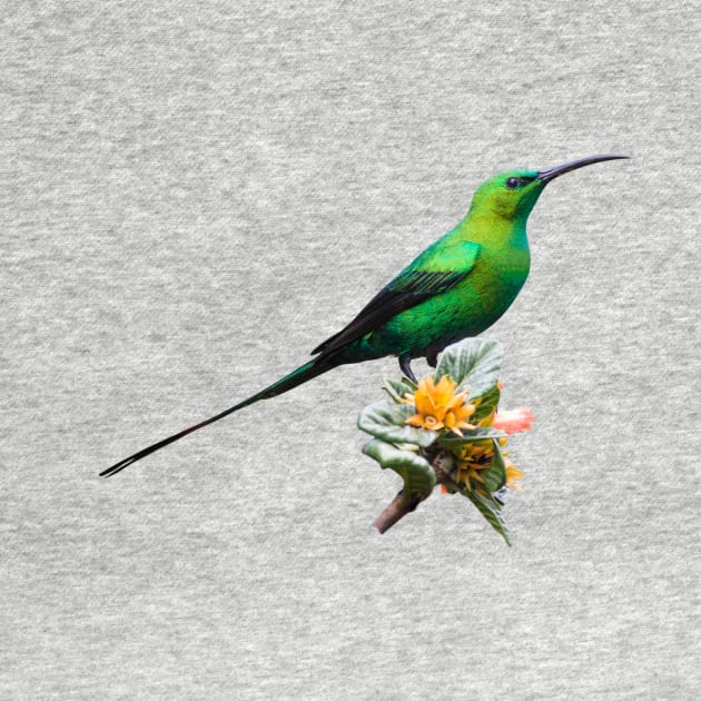 Malachite Sunbird Male in Metallic Green Breeding Plumage by scotch